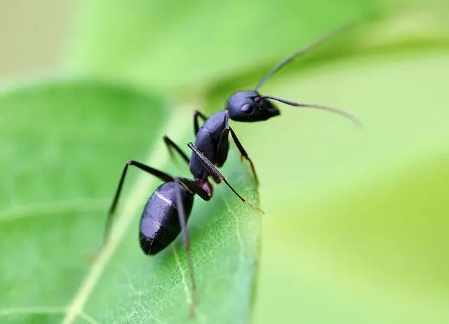 Ants Control