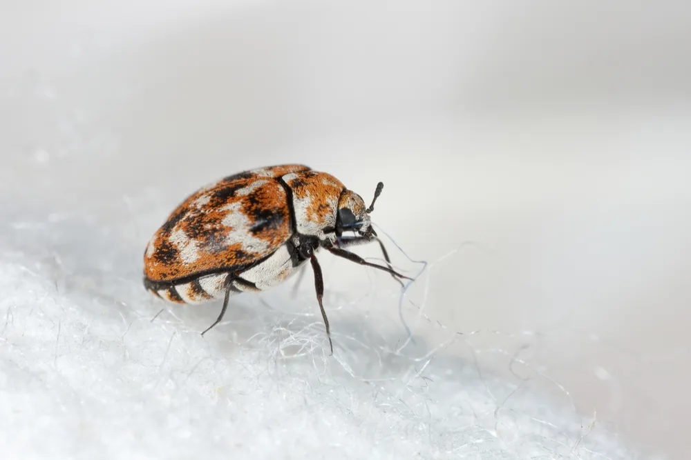 Carpet Beetles Control