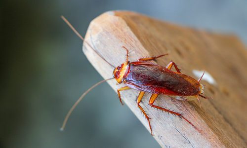 Cockroaches Control