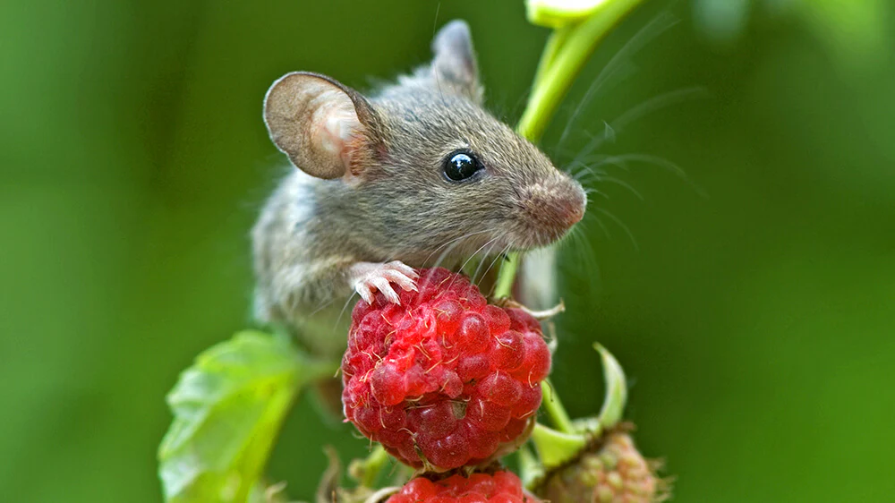 Mice Control