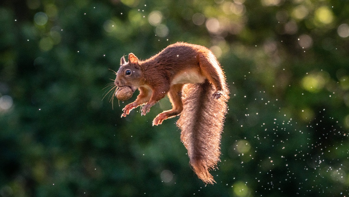 Squirrels Control