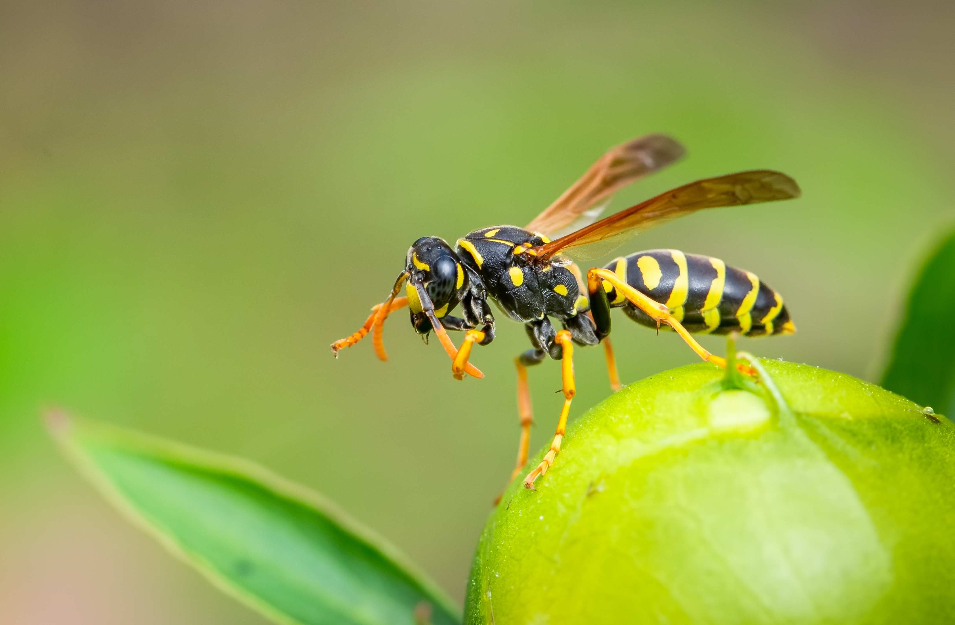 Wasps Control