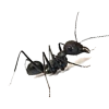 Ants Control