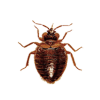 Bed Bugs Control