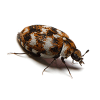 Carpet Beetles Control