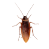 Cockroaches Control