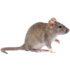 Mice Control