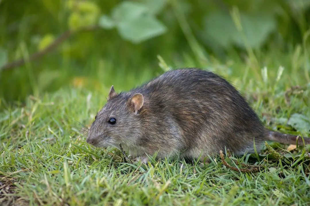 Rats Control