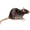 Rats Control