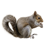 Squirrels Control