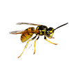 Wasps Control